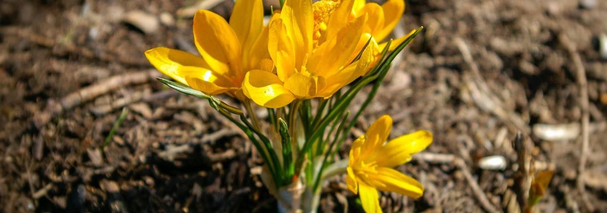 Spring Flowers