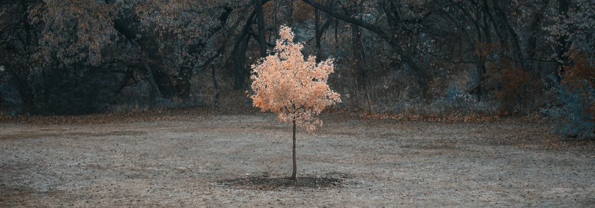 single tree