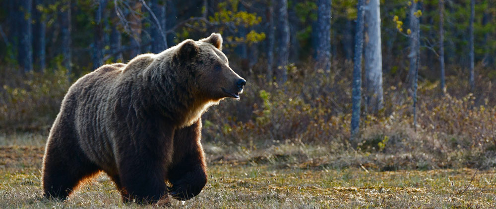 bear in the woods