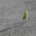 tree standing alone in a field