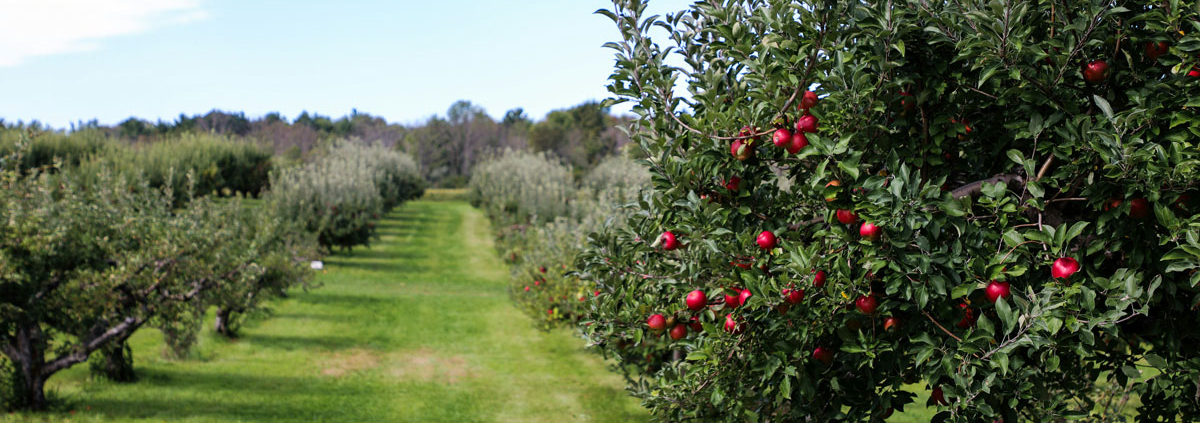 apple orchard