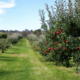 apple orchard