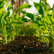 rows of crops on a farm