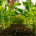 rows of crops on a farm
