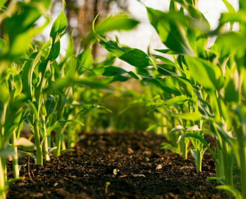 rows of crops on a farm